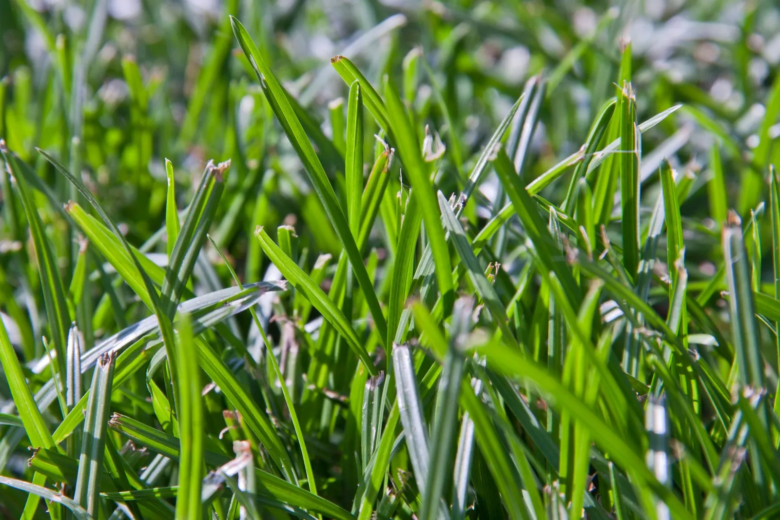 Naturally Keeping Fleas and Ticks Out of Your Outdoor Space