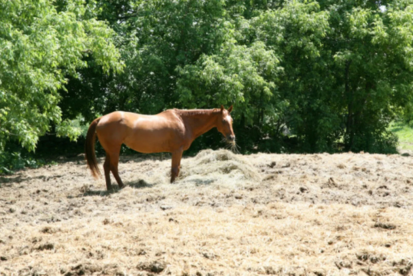 Safe, Rapid-Growing Shade Trees for Pastures with Livestock
