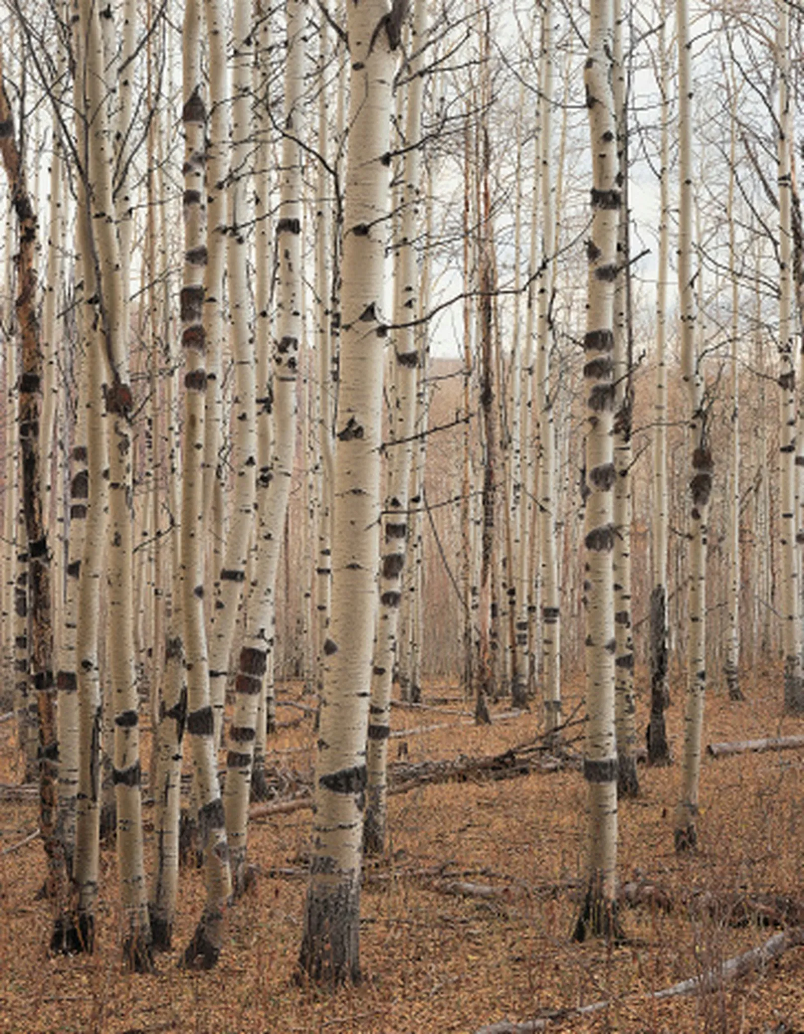 Refinishing a Birch Hardwood Floor: What to Expect