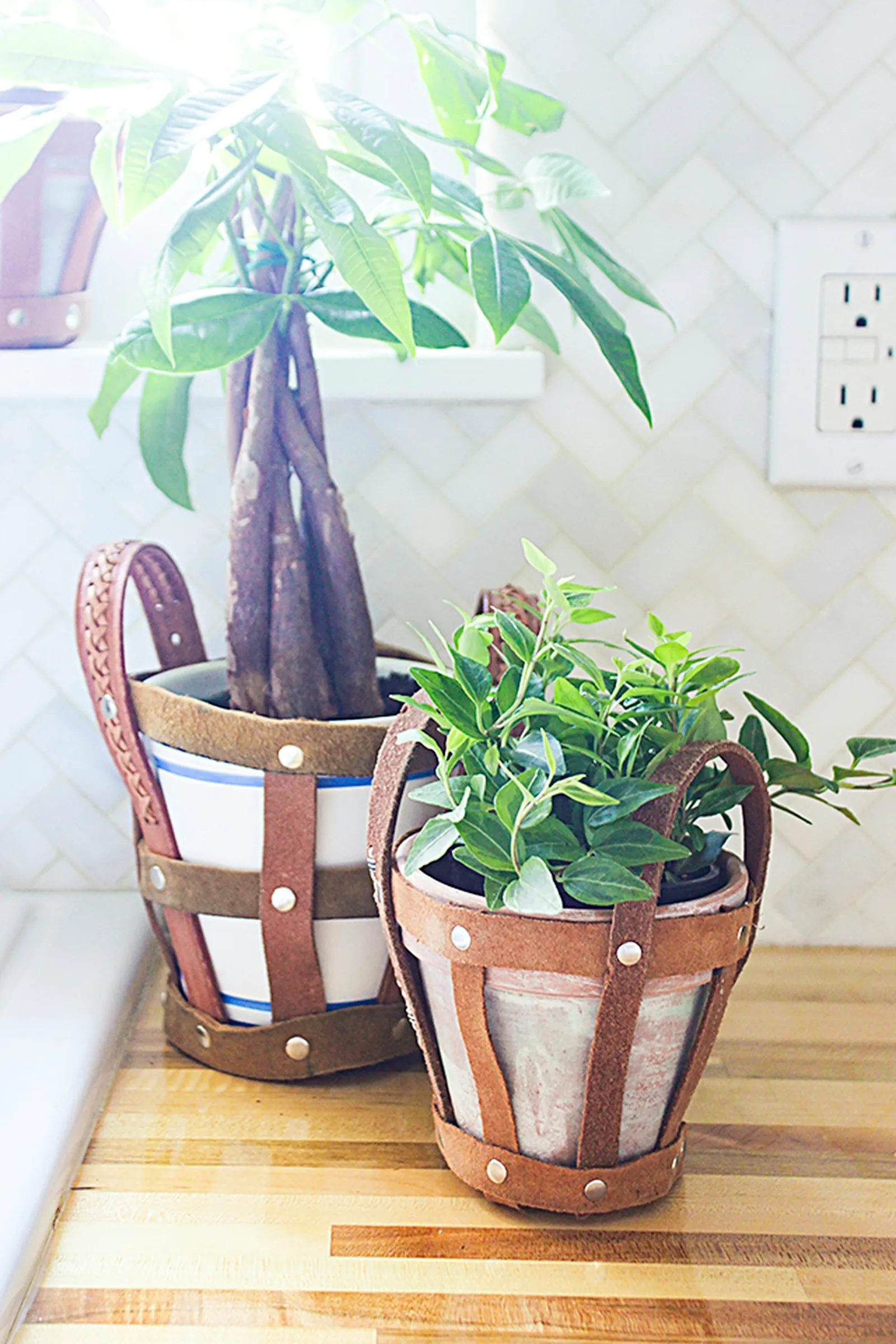 Plant holders in kitchen