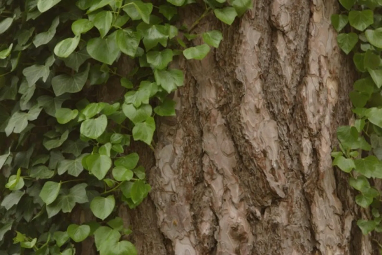 Wild Climbing Vines: A Closer Look at Several Common Species