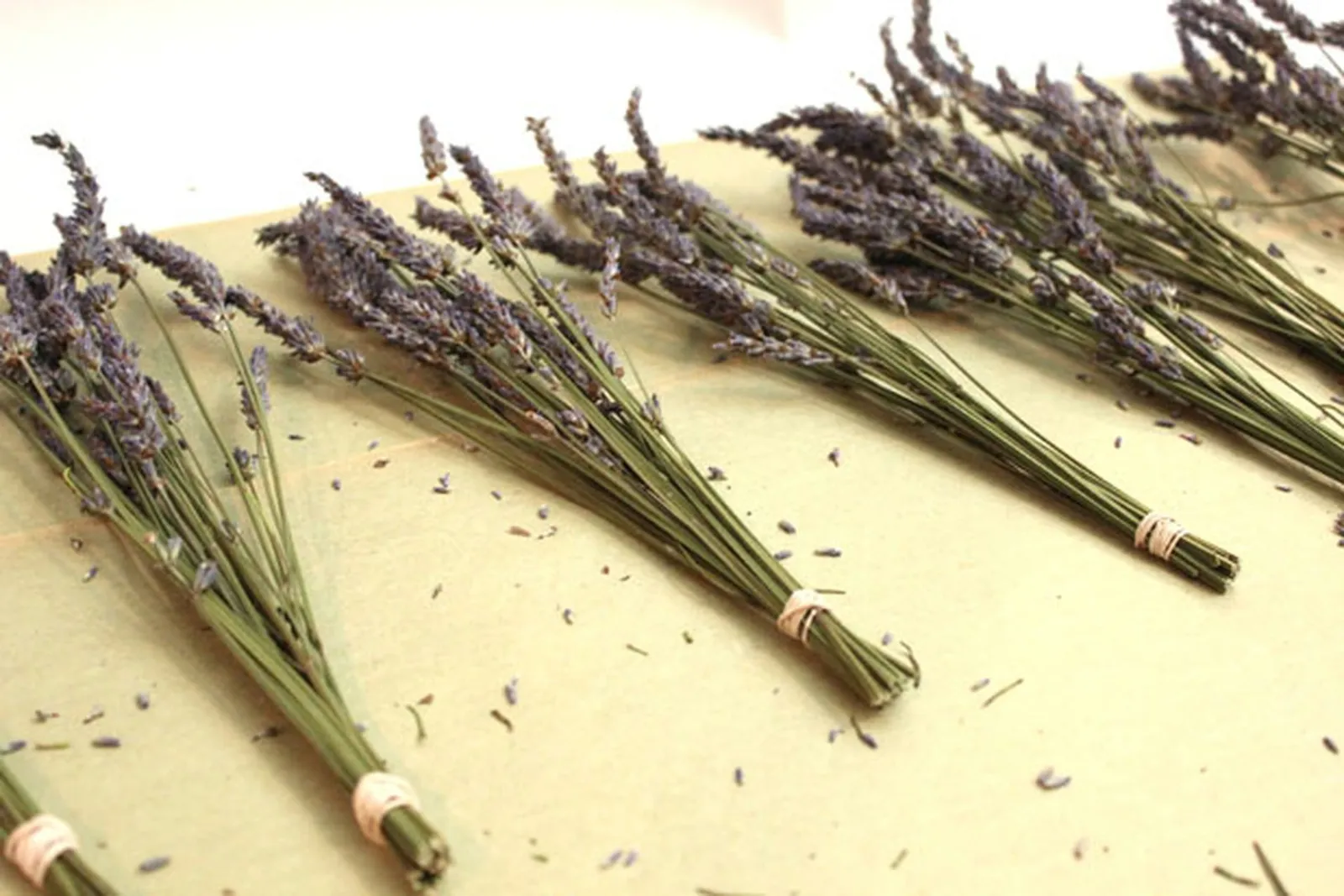 Gather the lavender into bunches.
