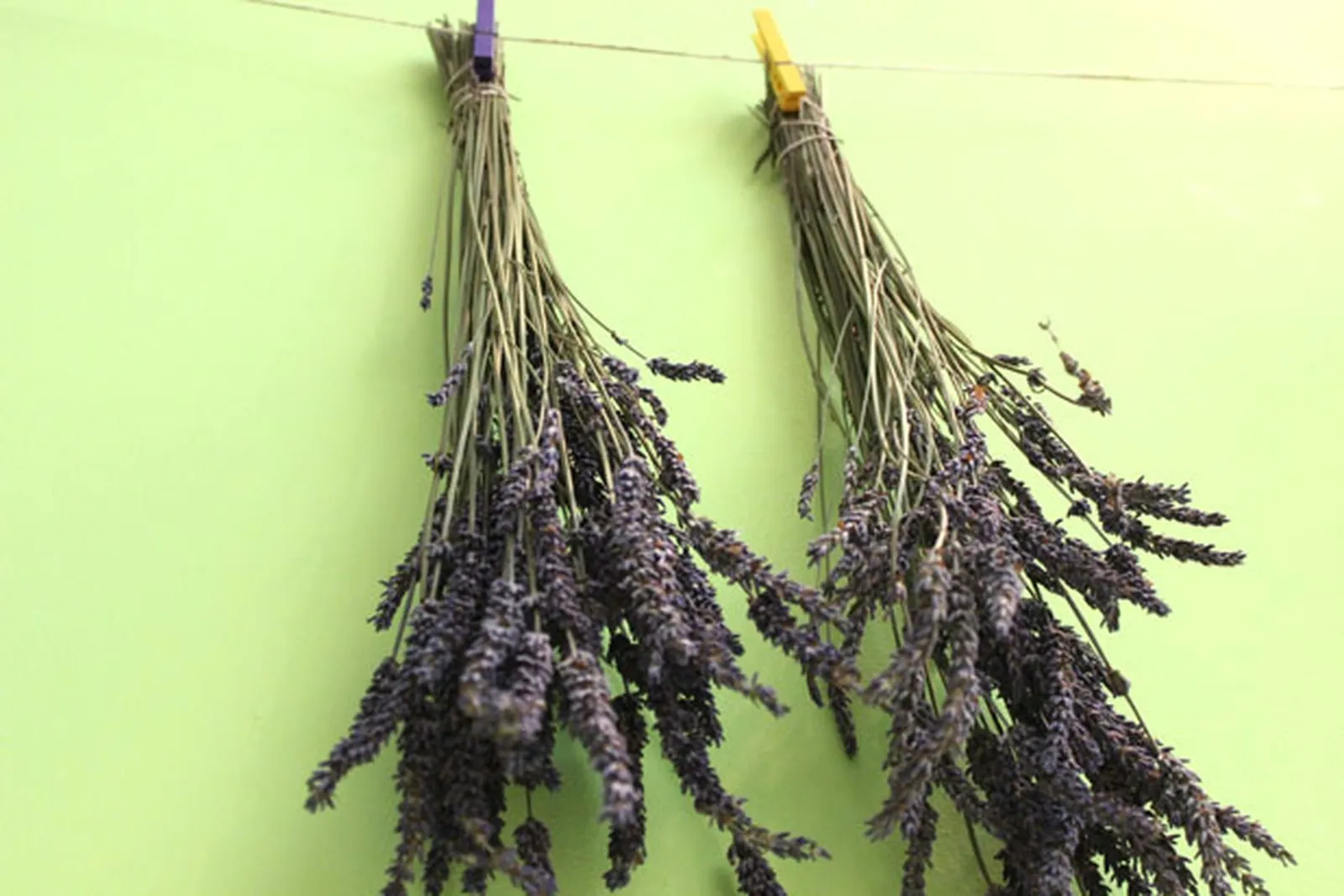 Dry the lavender upside down.