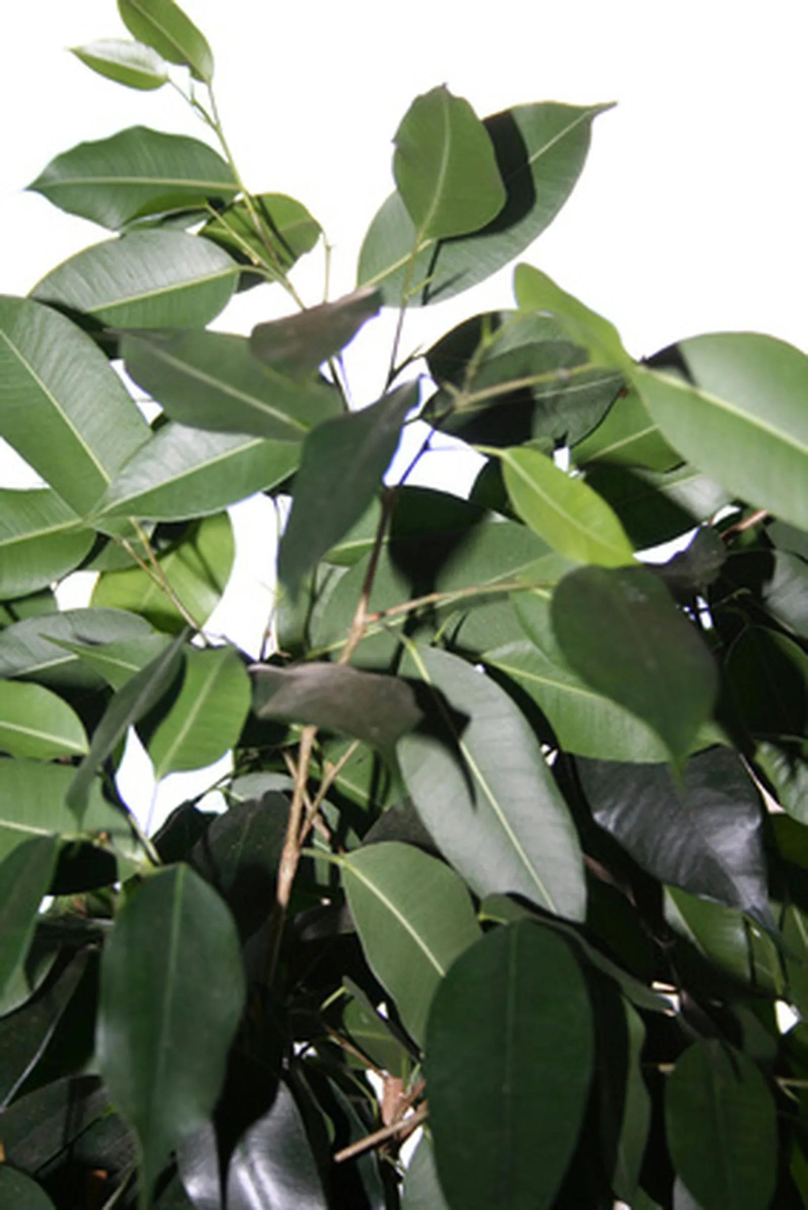 Rubber Tree Ailments and Infestations: A Guide