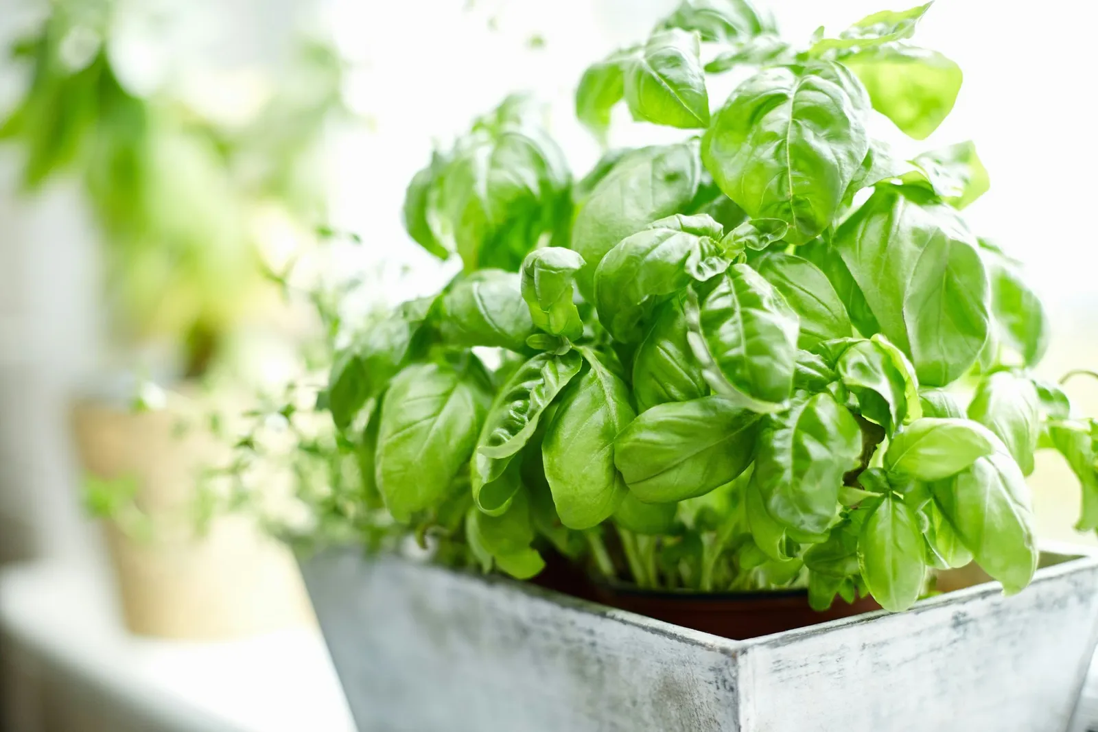 Close-up image of fresh basil plant