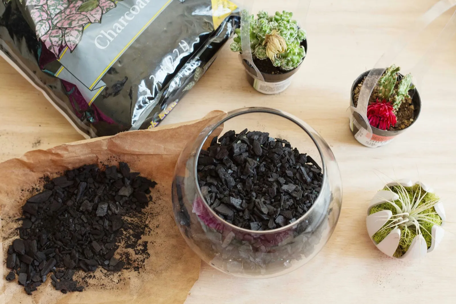 Creating a Desert-Style Terrarium for Cacti