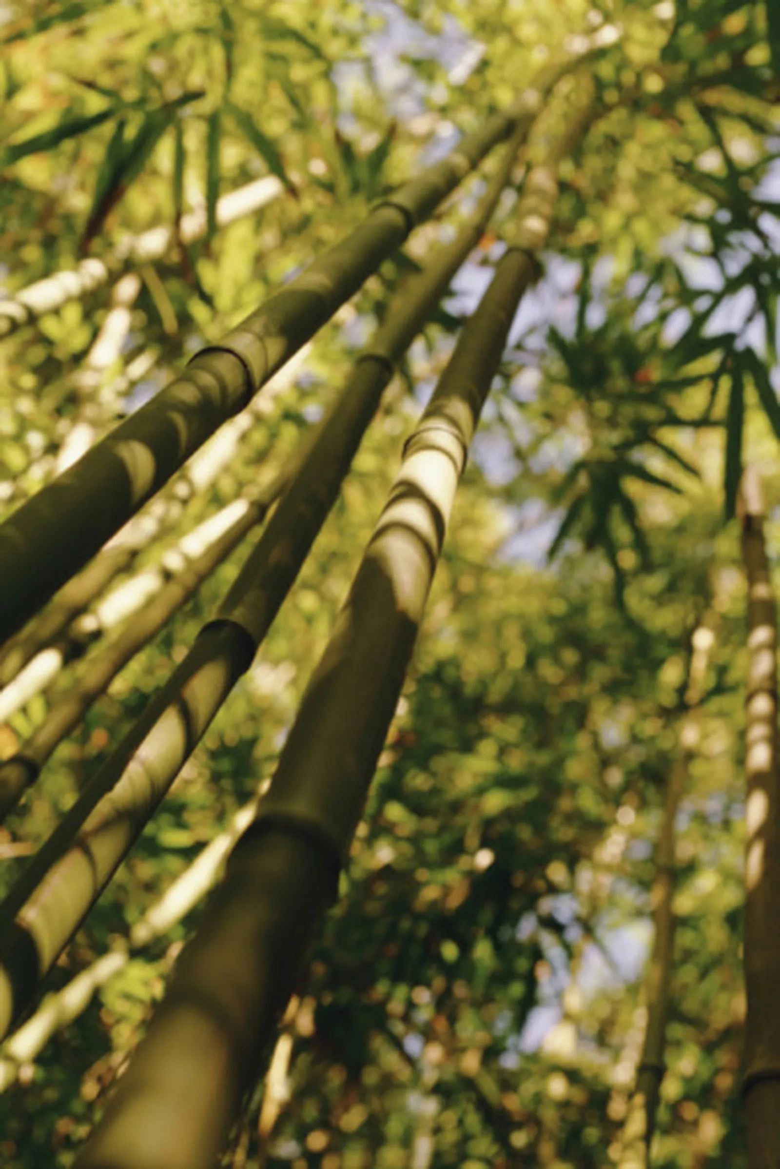 Cultivating Bamboo in Wisconsin: A Practical Guide