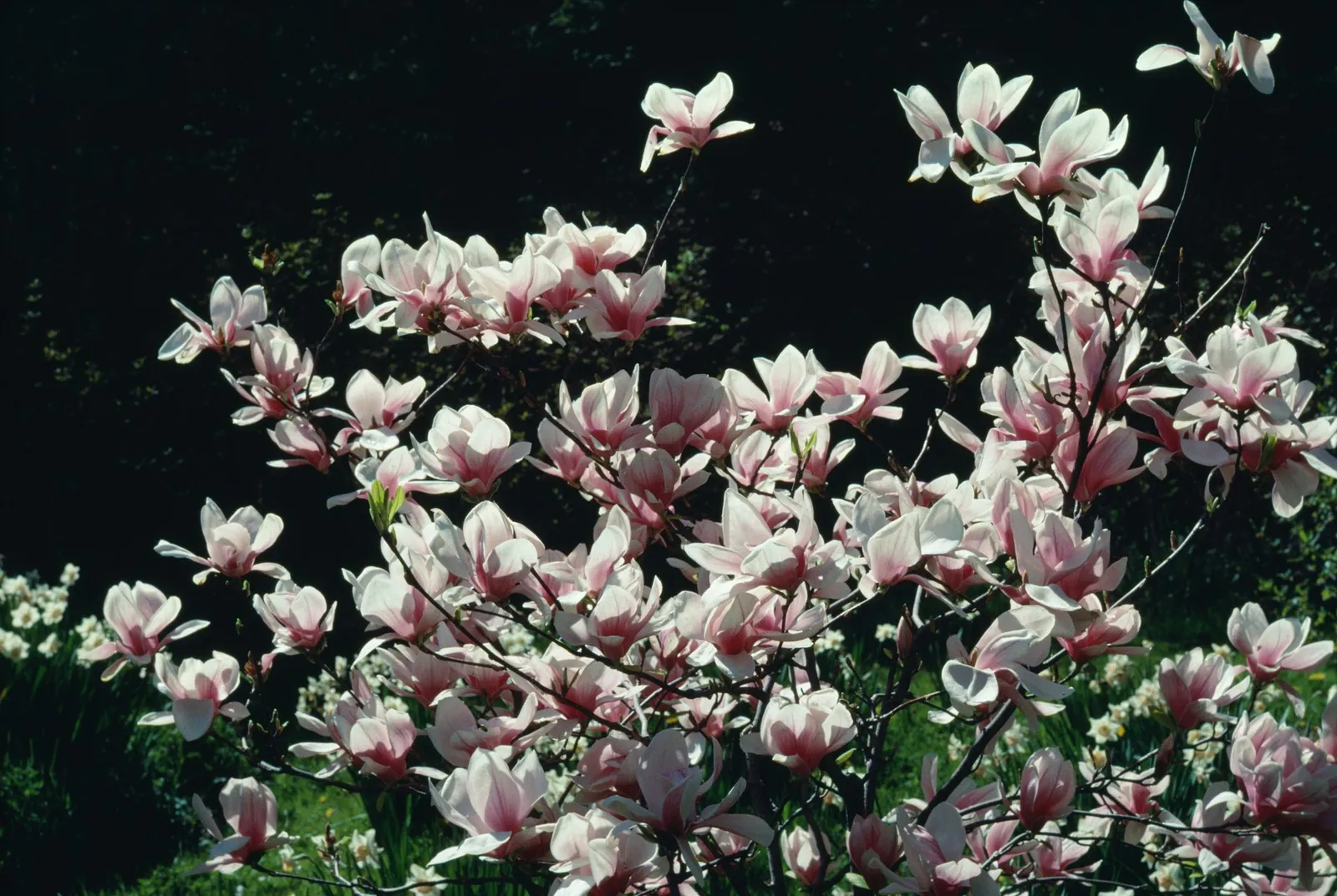 How to Multiply Little Gem Magnolia Trees in Your Landscape