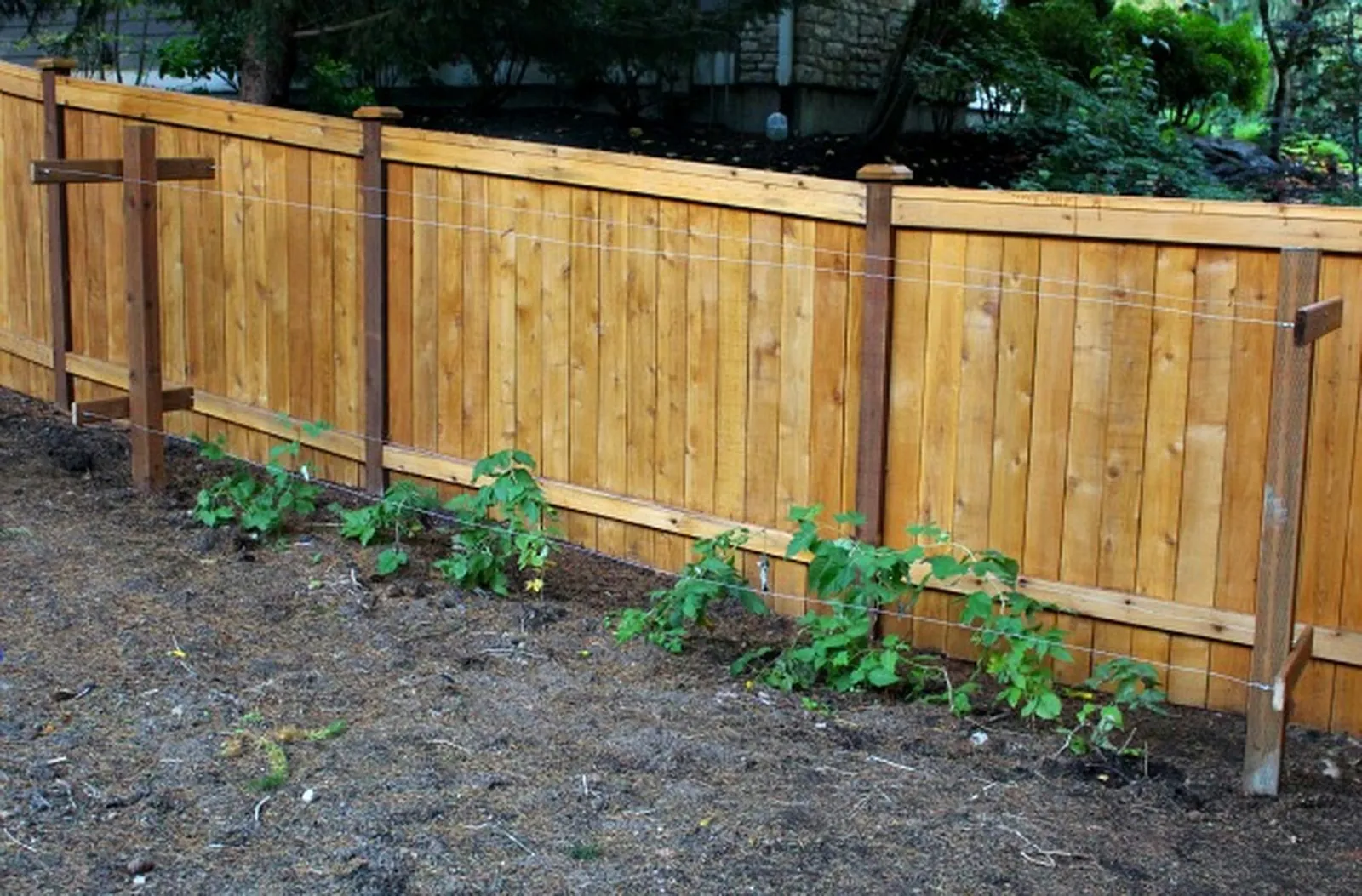 raspberry trellis