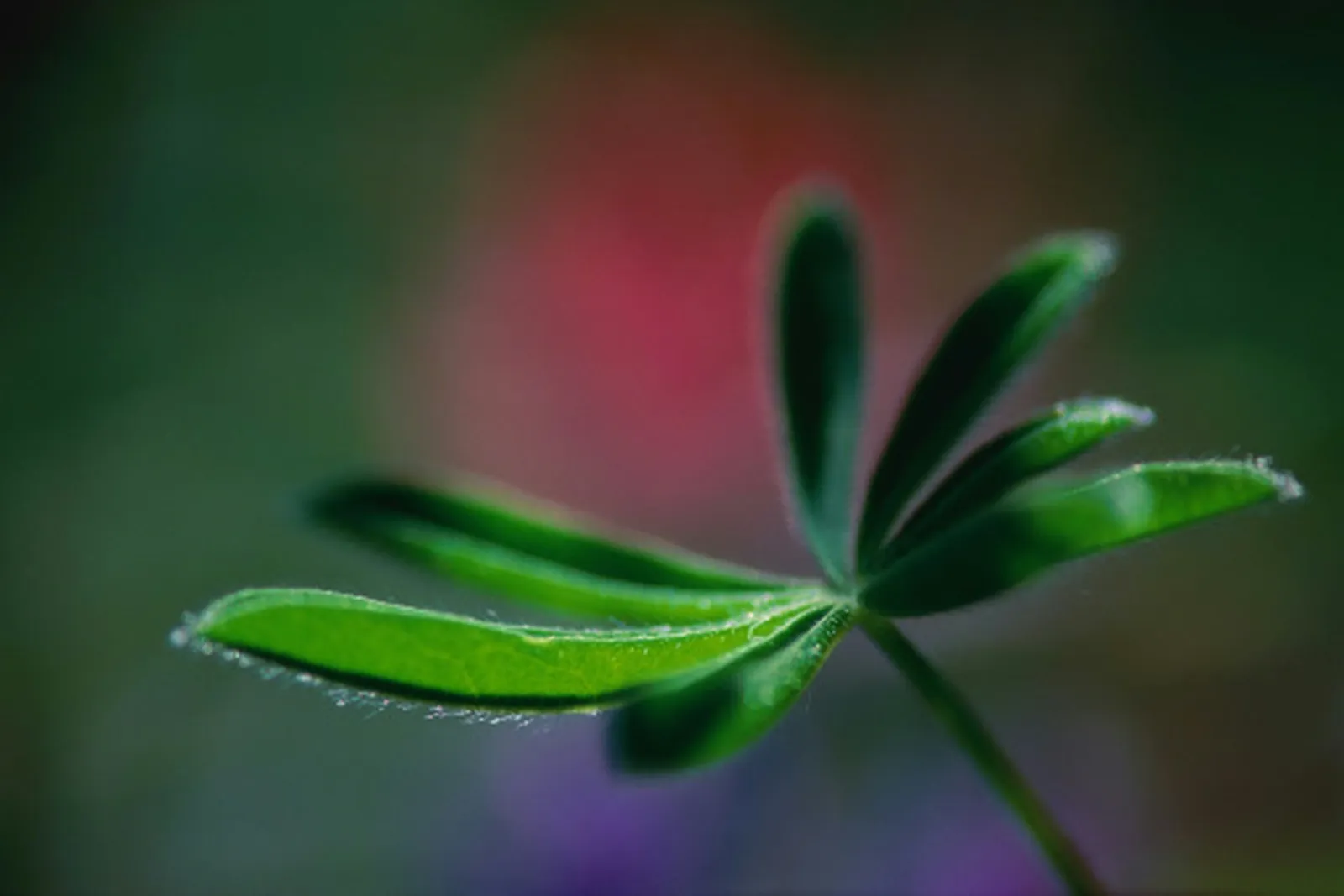 Common Umbrella Tree Ailments and Their Management