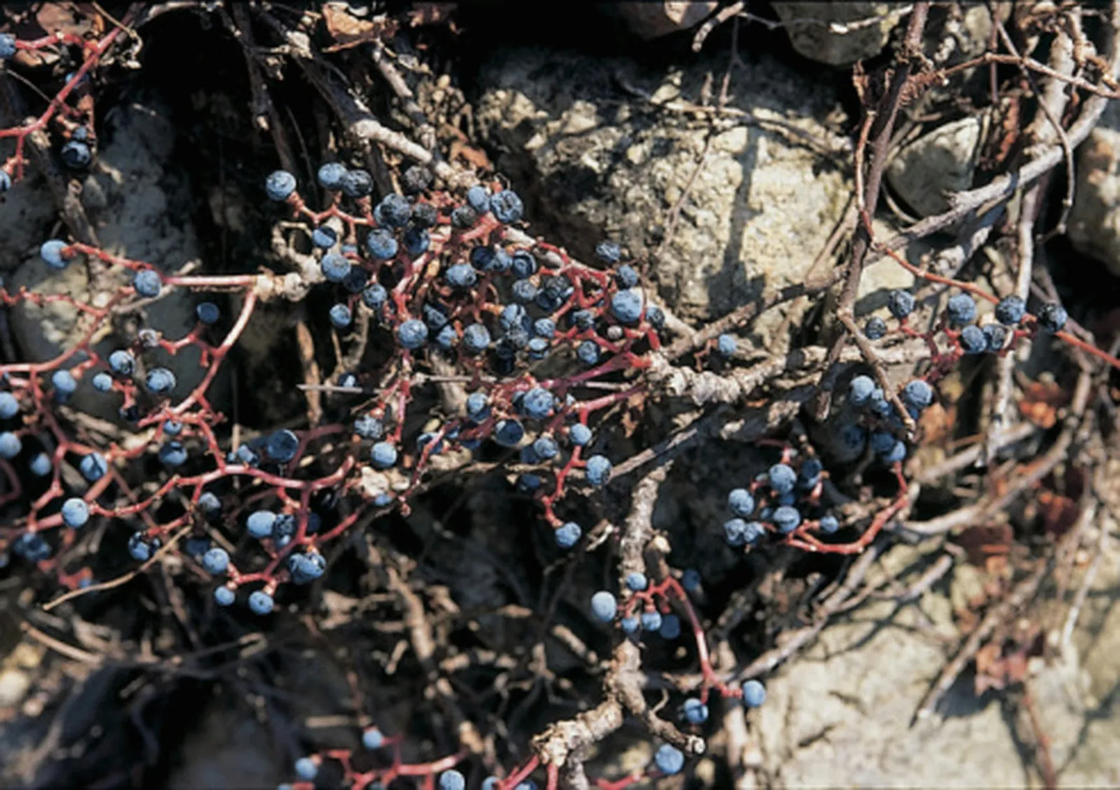 Wild grapes ripen in late autumn and are a source of food for birds.