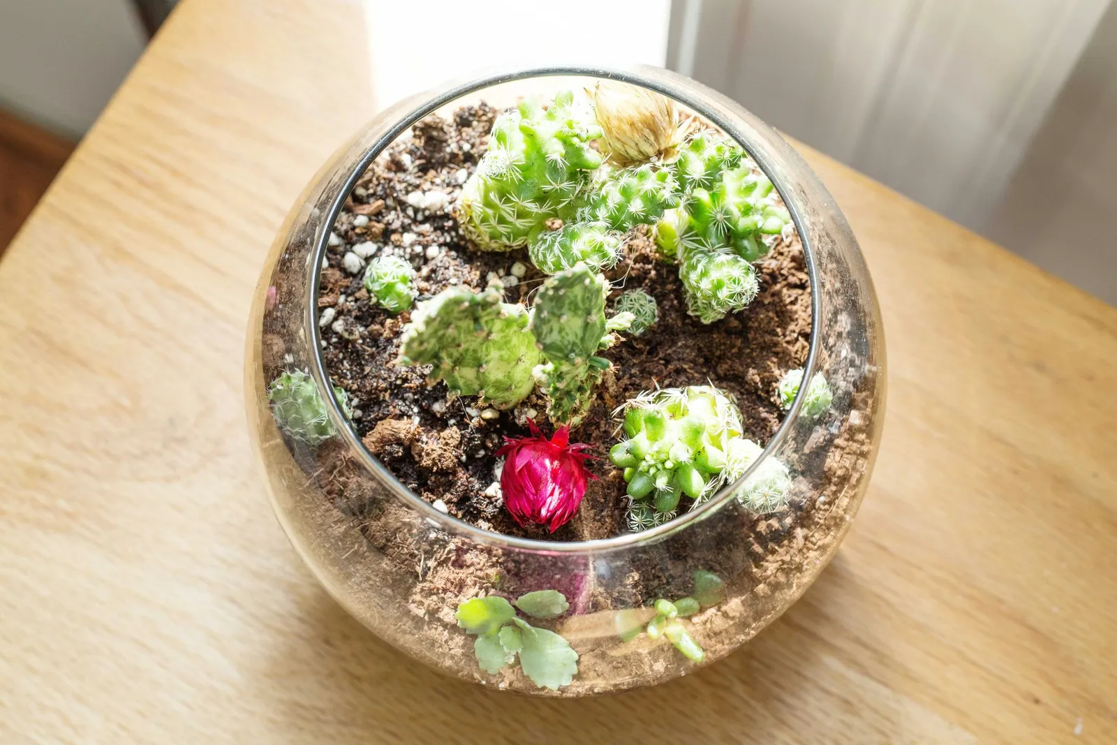 Creating a Desert-Style Terrarium for Cacti