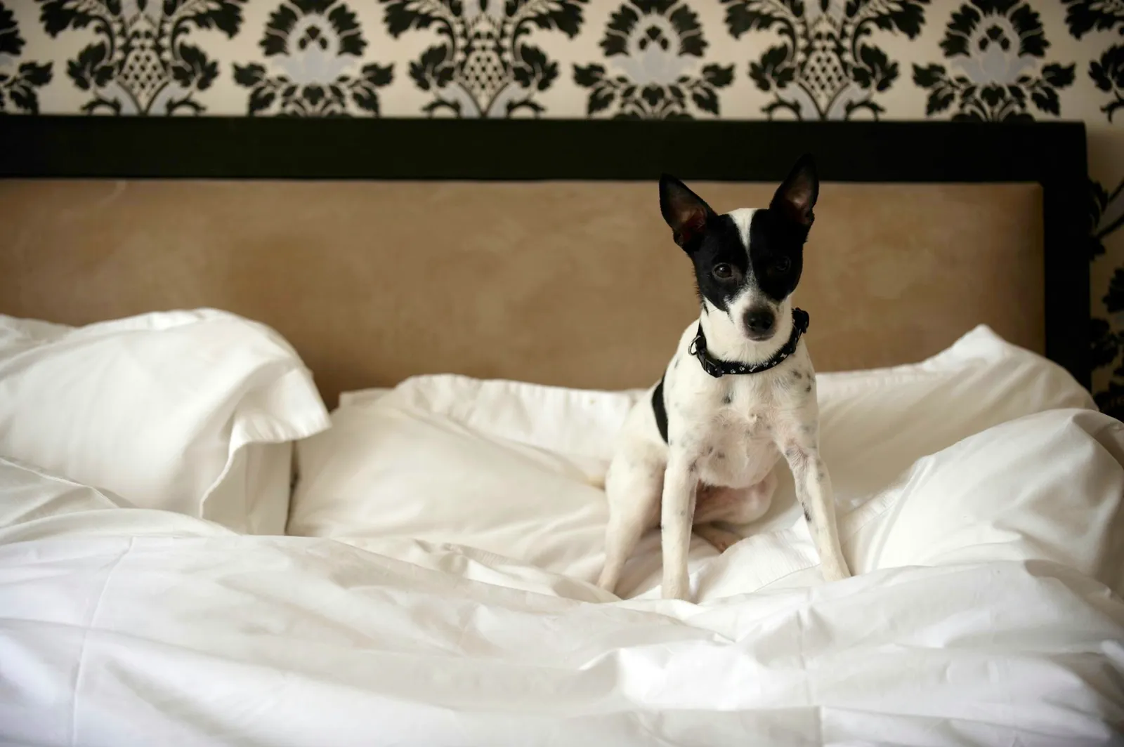 Closing the Space Between Your Mattress and Headboard: A Simple Fix