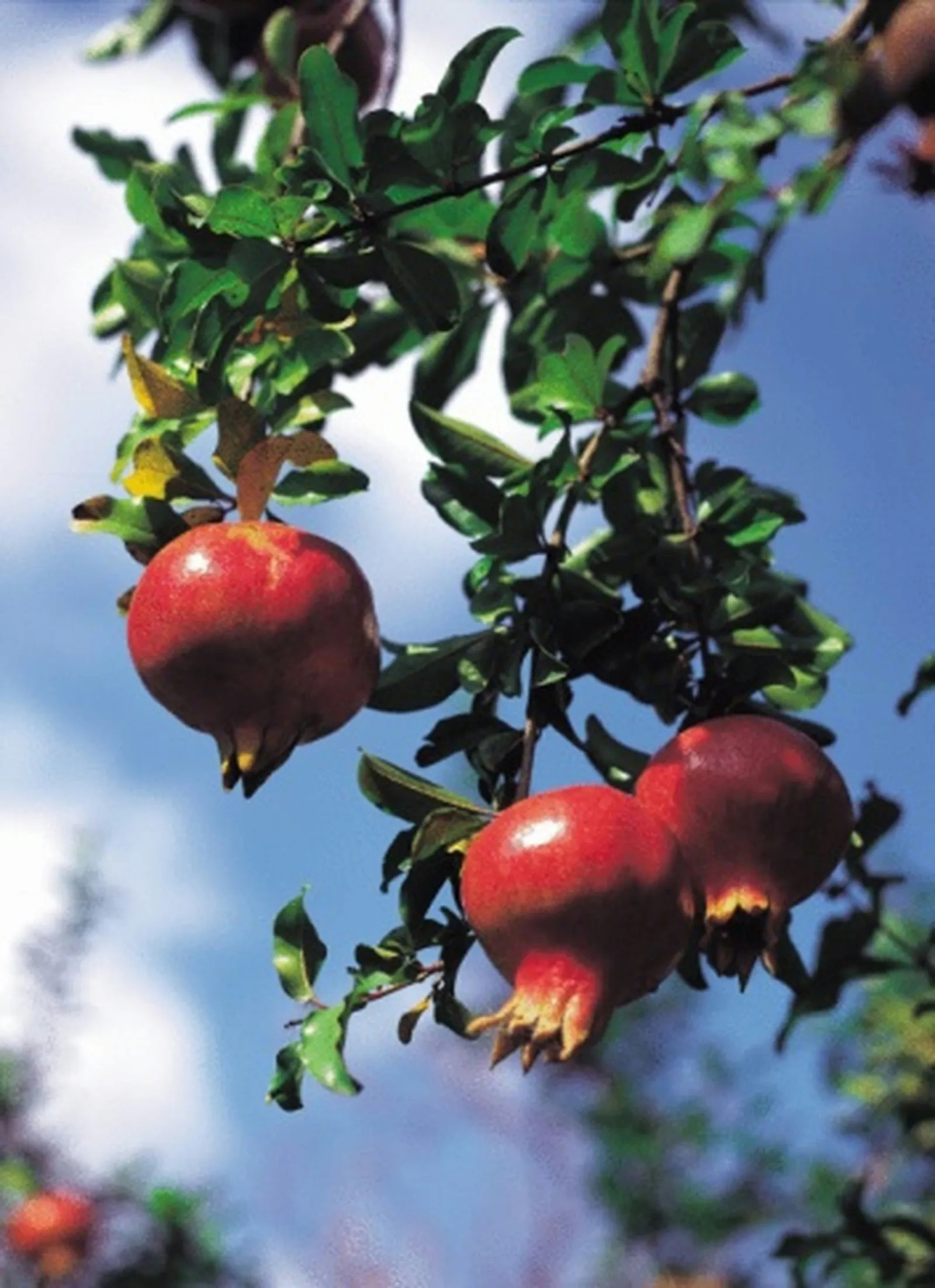 Transplanting a Pomegranate Tree: A Step-by-Step Guide