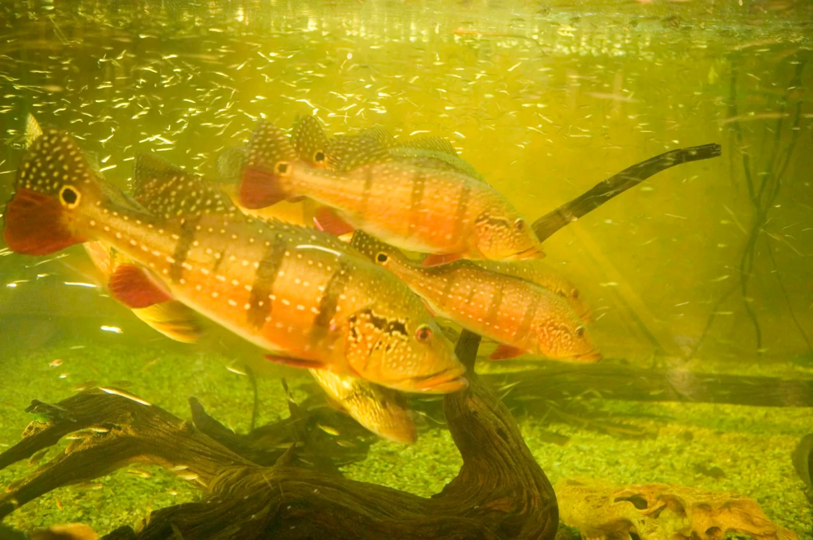 Aquarium fish in tank