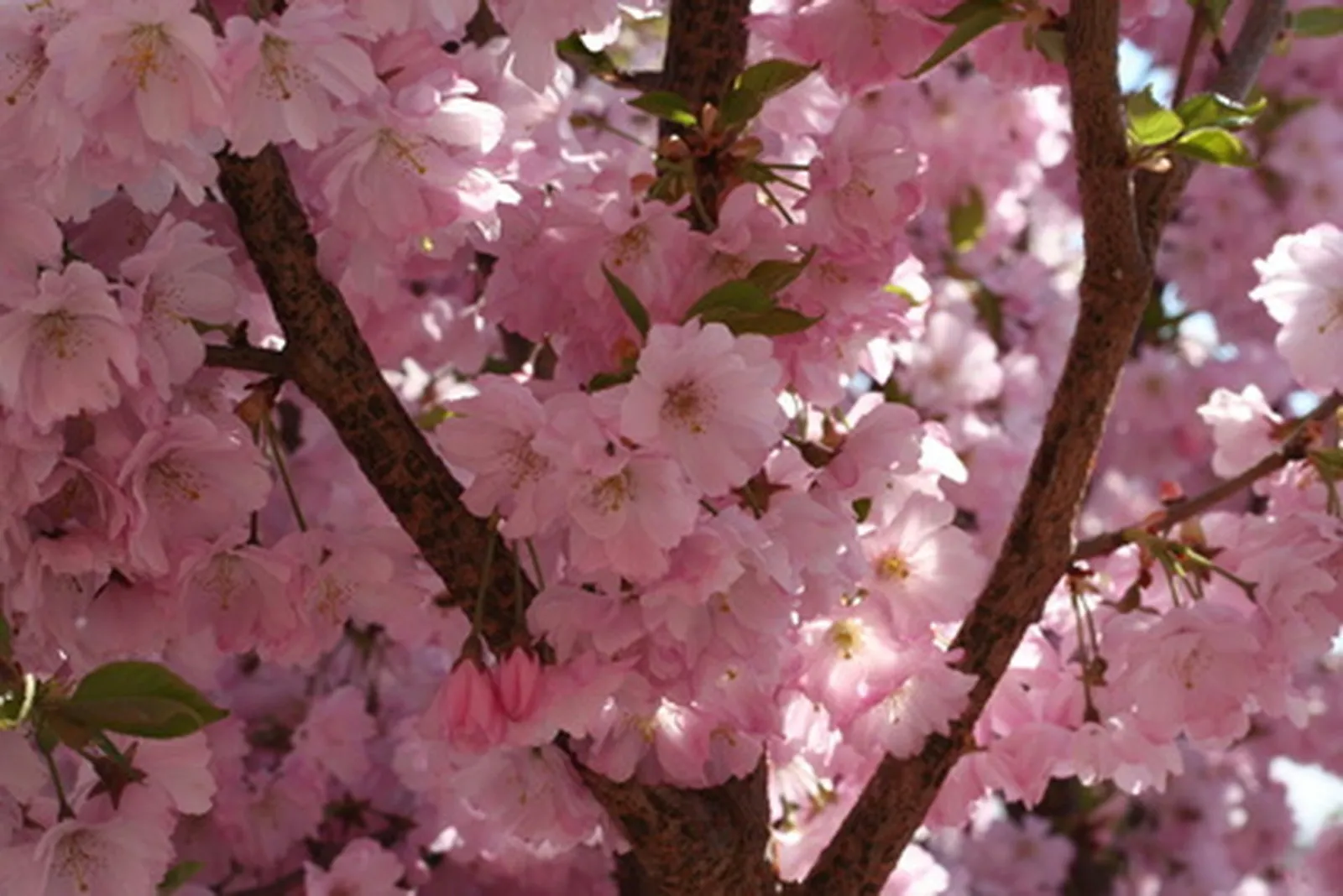 Prunus mume: A Comprehensive Guide to the Chinese Plum Tree