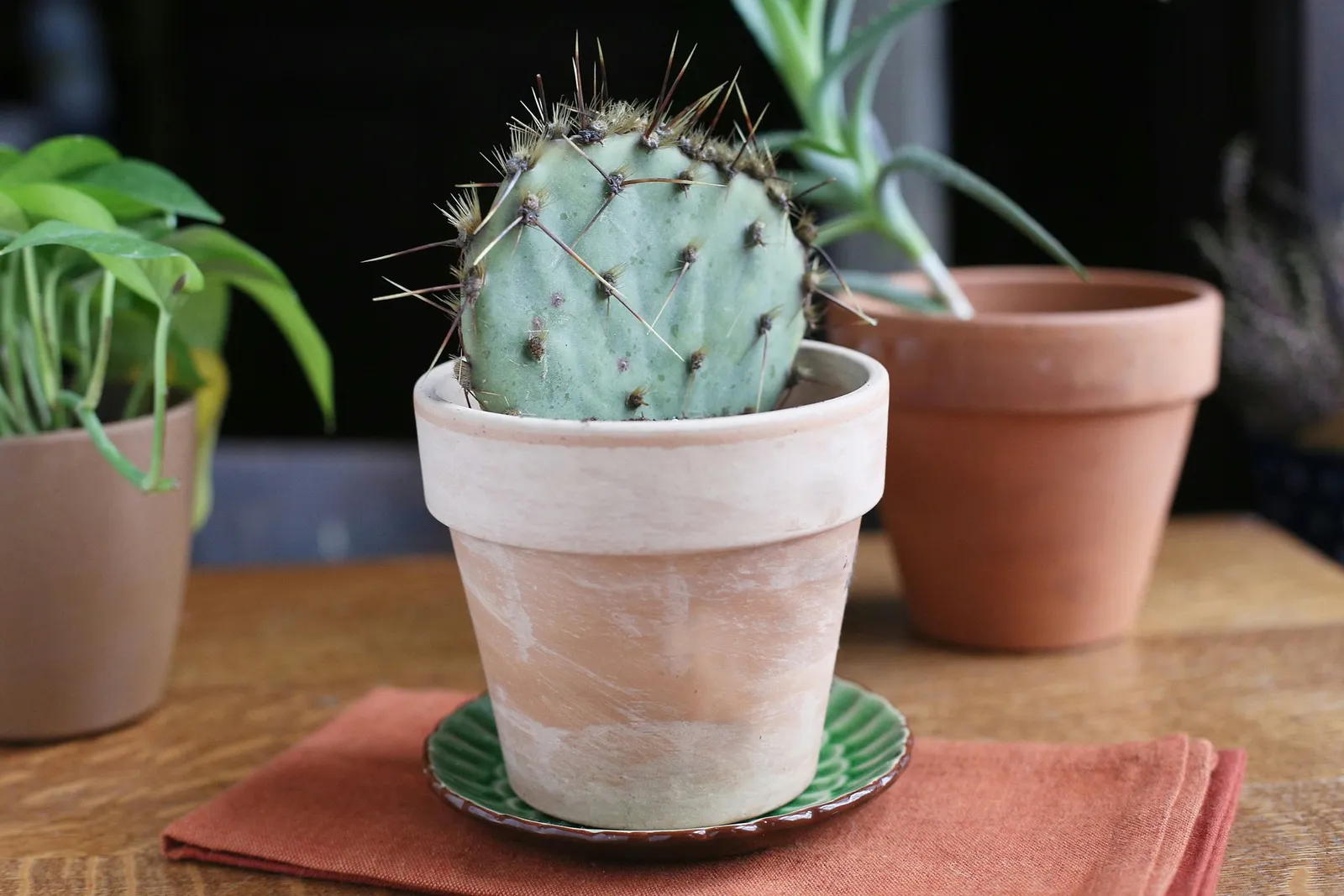 Prickly Pear Cactus Cultivation Guide