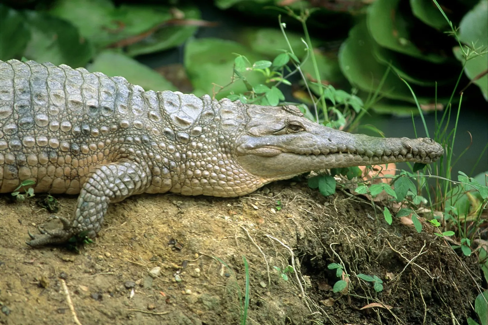 Crafting a Crocodile Mask for Kids