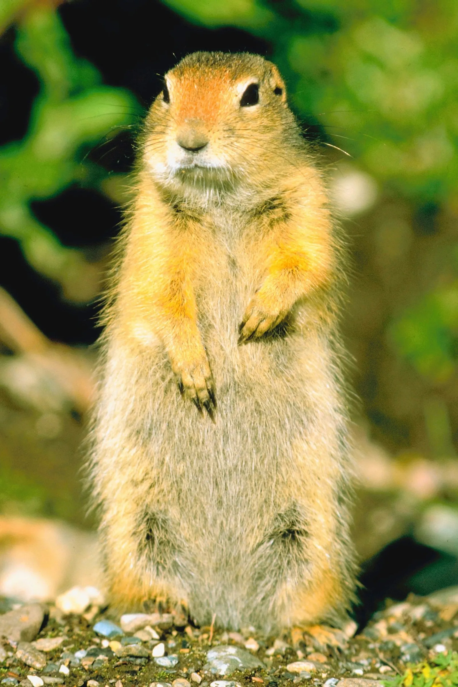 Using Castor Oil to Keep Gophers Out of Your Garden