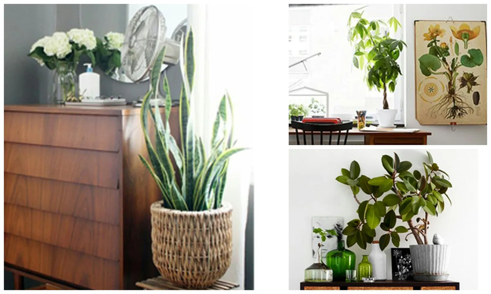 Low-Maintenance Indoor Plants: A Beginner's Guide to Five Resilient Species