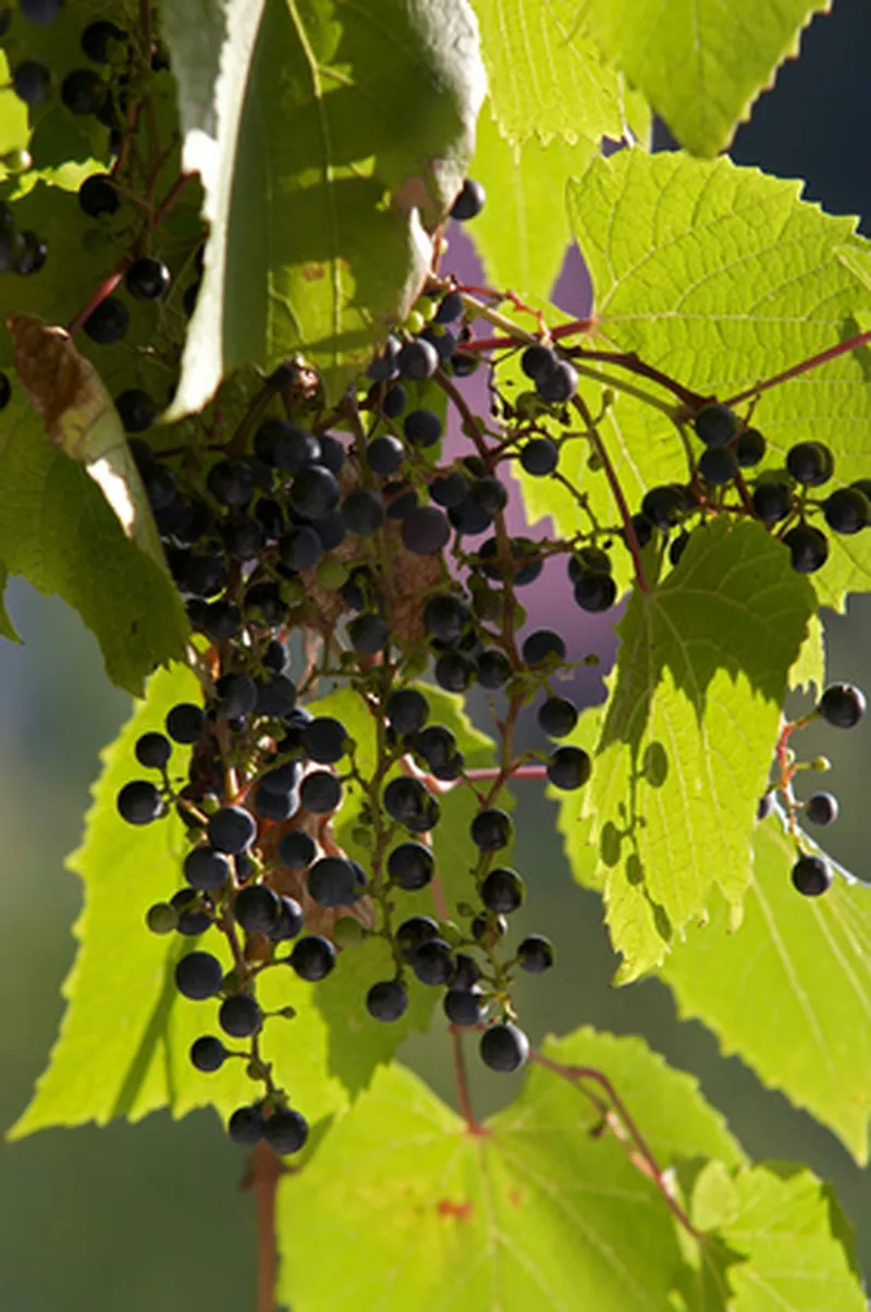Grapevine Planting Distances: How Much Room Do Vines Really Need?