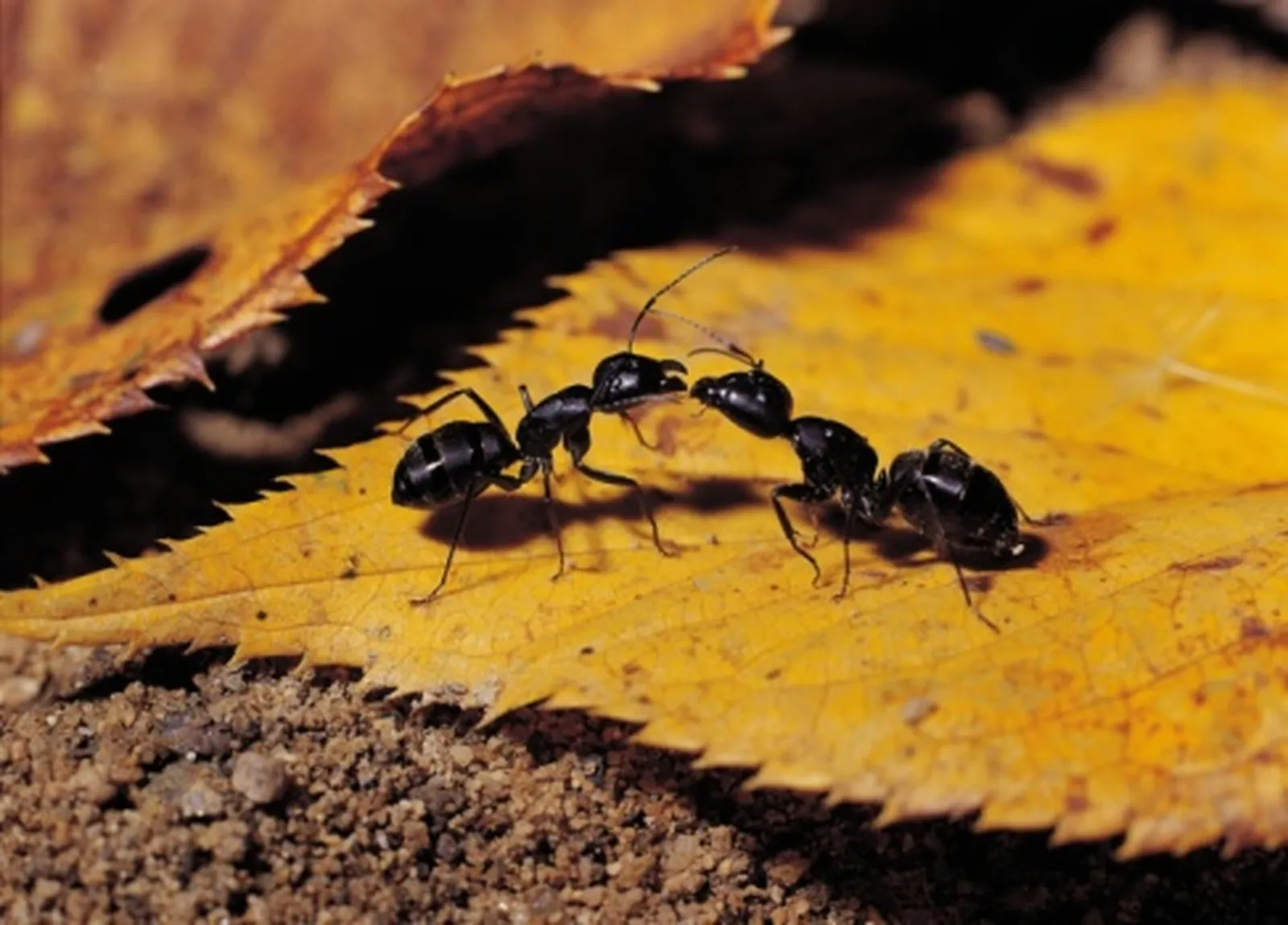 Using Molasses as a Component in Ant Control