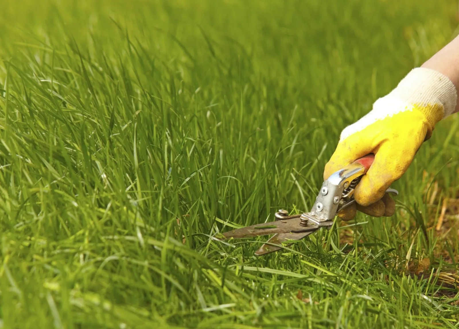 "Grass lawn trimming, garden shear and yellow glove"