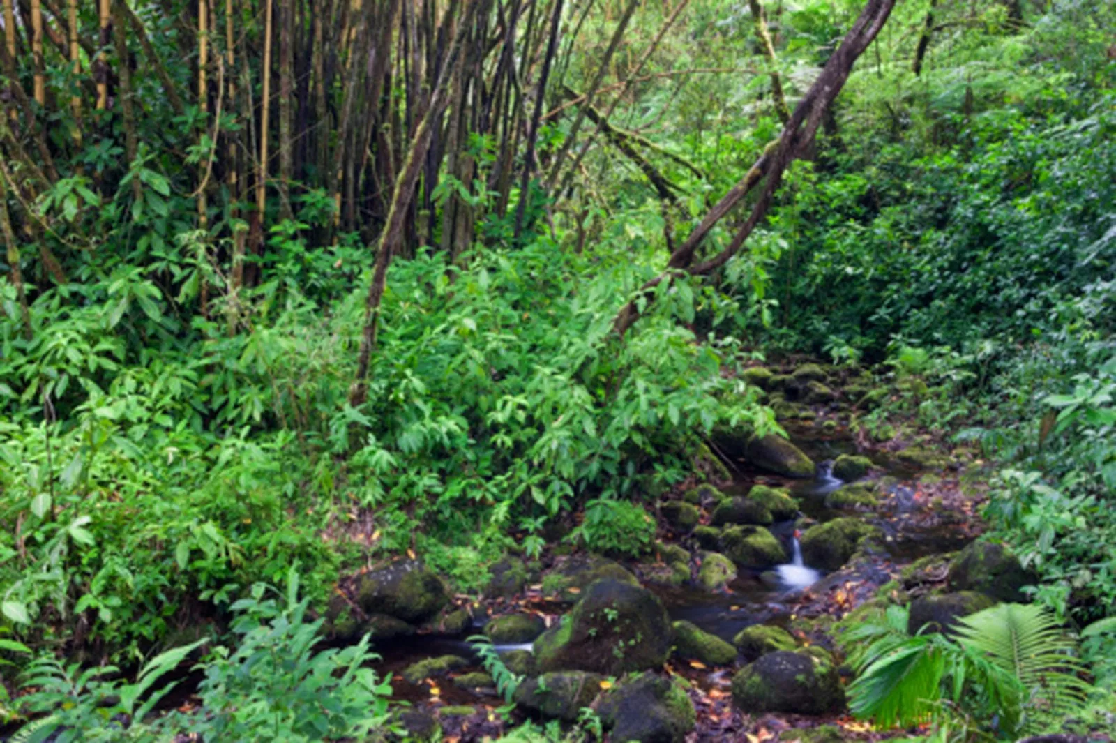 Testing How Plants Consume Oxygen and Release Carbon Dioxide