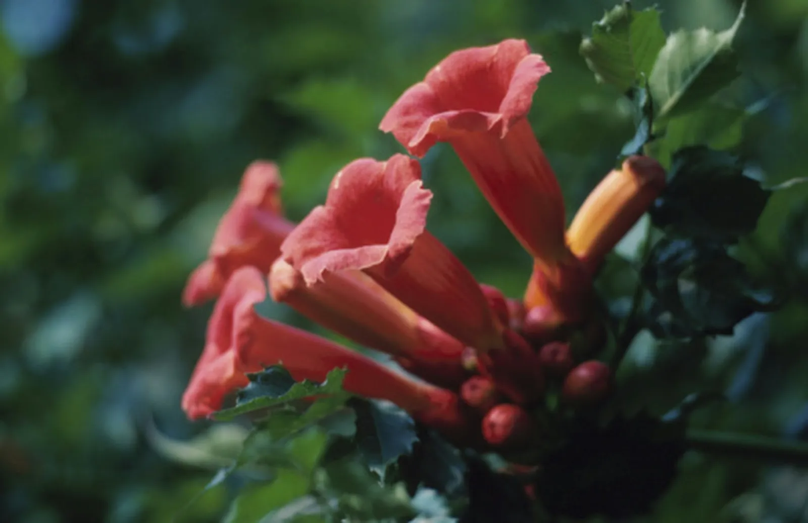 Trumpet creeper blossoms attract hummingbirds and butterflies.