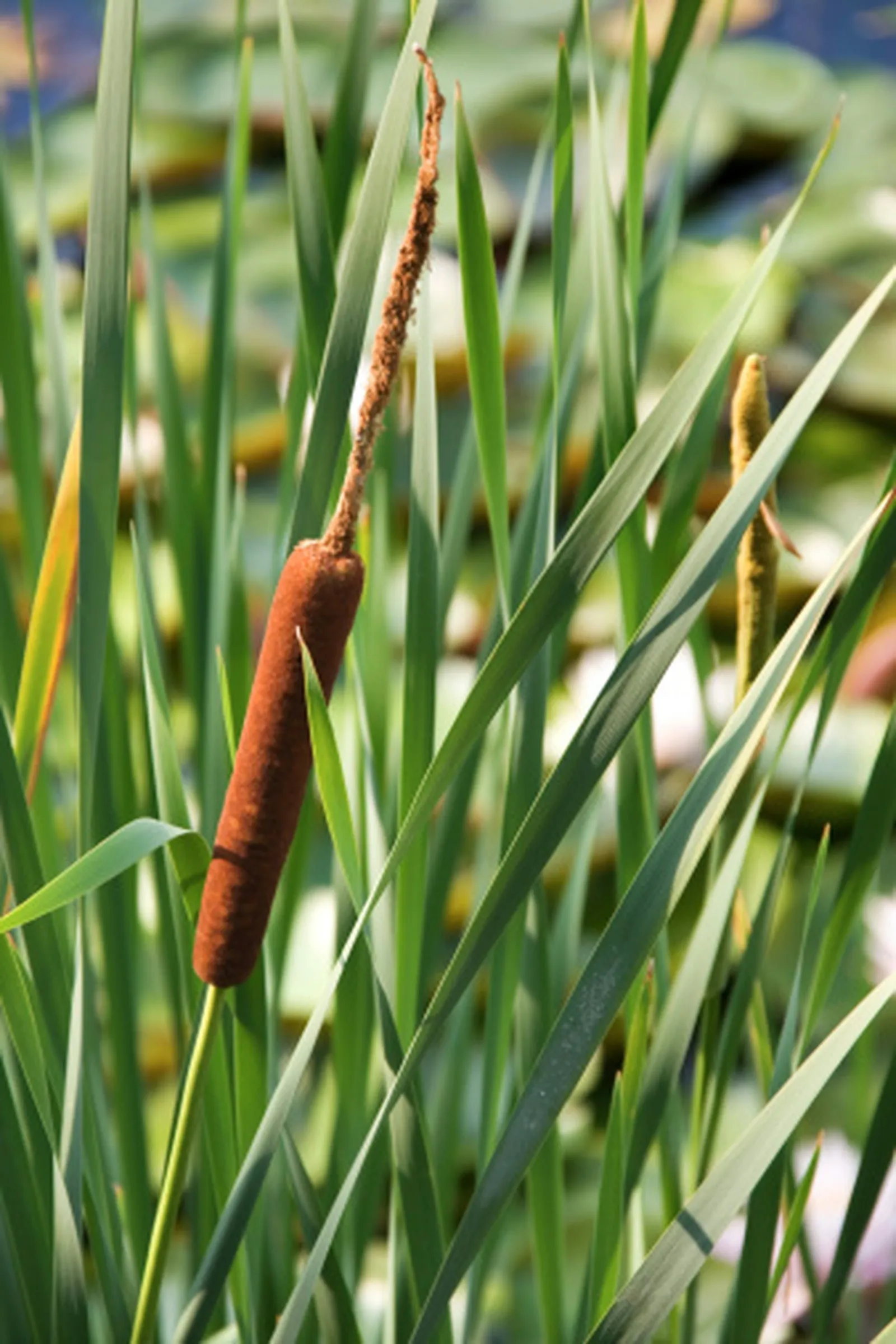 From Marsh to Mat: Processing and Weaving Cattail Leaves
