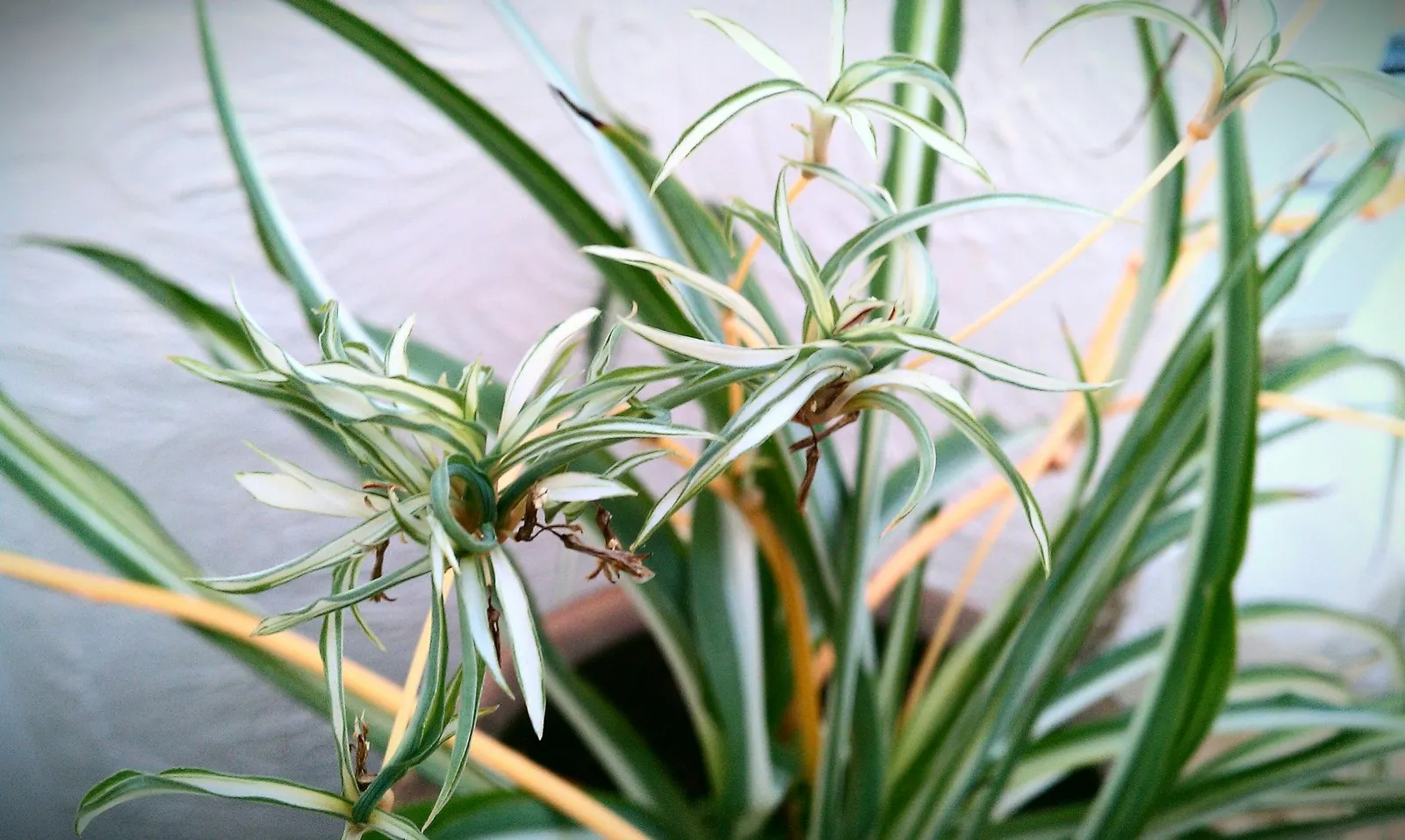Spider plant macro
