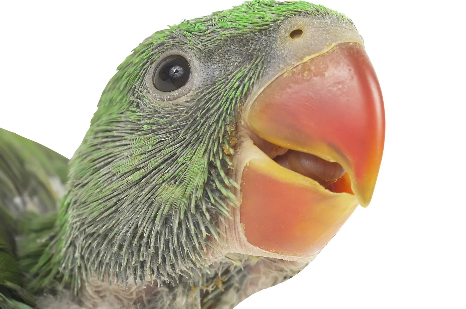 Crafting a Parrot Beak Prop From Paper Cones and Papier-Mache